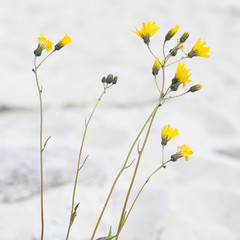 Flowers at beach