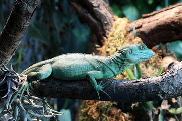 Iguana