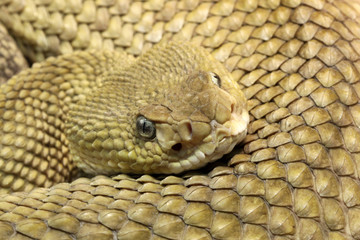 Mexican West-Coast Rattlesnake - Crotalus Basiliscus