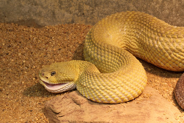 Mexican West-Coast Rattlesnake - Crotalus Basiliscus