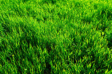 green grass close up background
