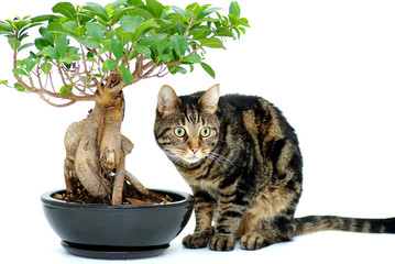 chat à côté d'un ficus