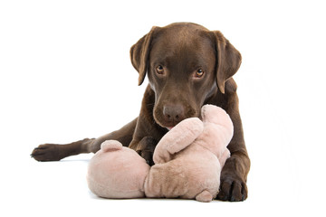 Chocolate labrador retriever