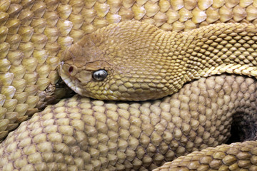 Mexican West-cost Rattlesnake (Crotalus Basiliscus)