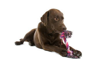 Chocolate labrador retriever