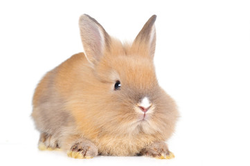 brown  fluffy rabbit
