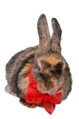 brown  fluffy rabbit