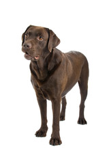 Chocolate labrador retriever