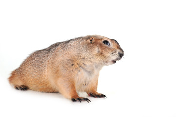 prairie dog