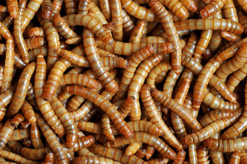 many  larvae