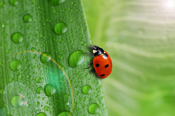 bright green leaf