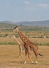 Giraffen Masai Mara Kenia, wildlife