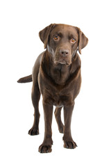 Chocolate labrador retriever