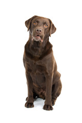 Chocolate labrador retriever