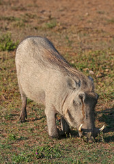 Warzenschwein,  Südafrika