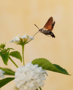 Hummingbird Moth