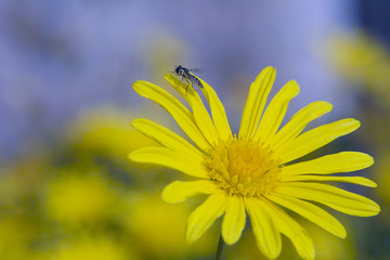 mosca al sol