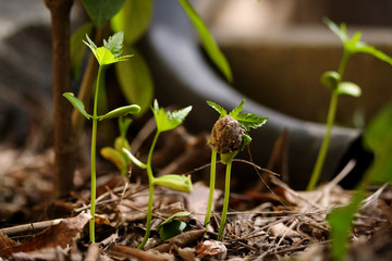 Plants growing from soil