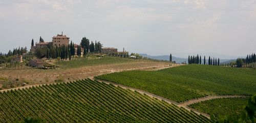 Weinberg mit Castello