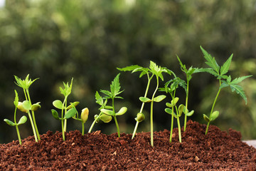 Plants growing from soil