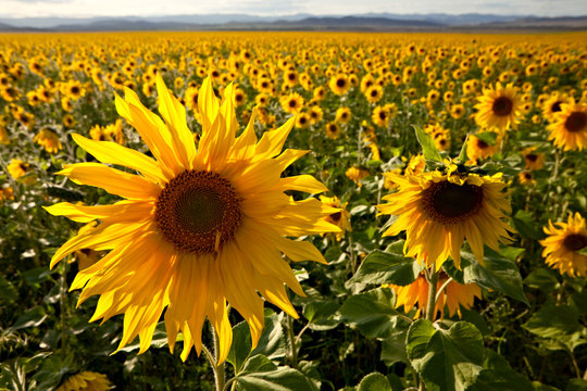 Filed of sunflowers