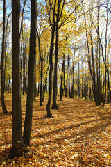autumn forest scene
