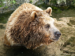 Obraz premium Braunbär