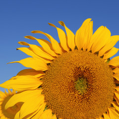 Naklejka premium Sunflower