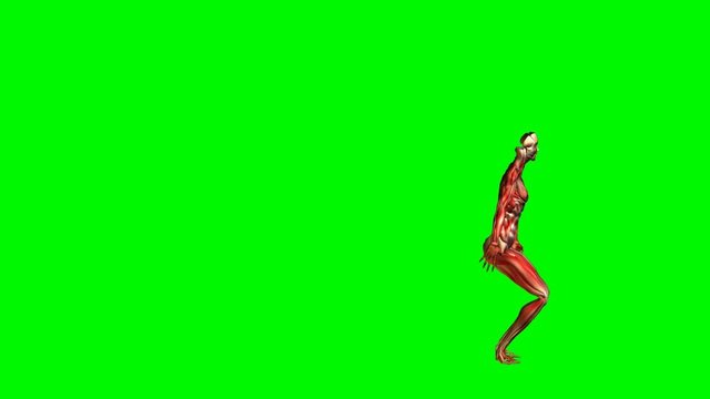 Anatomie - Muskeln - springen und h&uuml;pfen