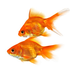 Obraz premium pair of goldfish
