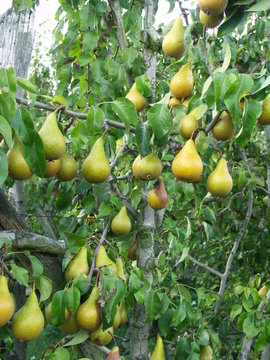 guirlande fruit&eacute;e