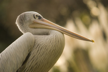 Pelicano al Amanecer