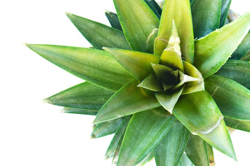 leaves isolated on white background