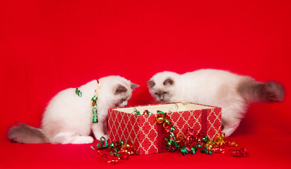 Ragdoll cats investigating gift boxes