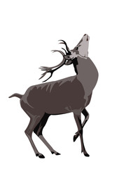 color illustration of buck deer