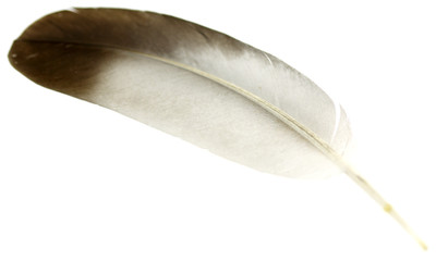 Fototapeta na wymiar plume pigeon fond blanc