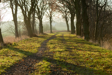 Fototapeta premium Morgenlicht