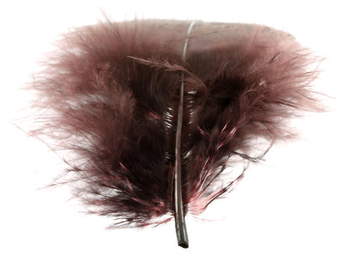 plume duveteuse fond blanc