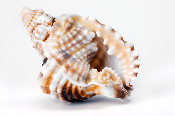 shell macro