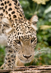 Fototapeta na wymiar Persian Leopard Head