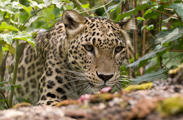 Persian Leopard
