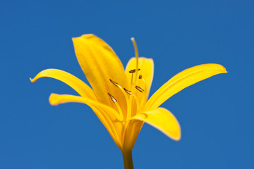 yellow flower blue sky
