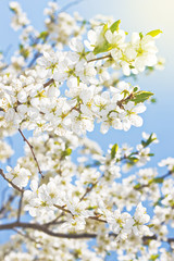 Fototapeta na wymiar Spring flowers blossom and blue sky