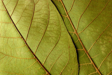 close up of leaves texture