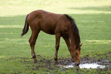 Fototapeta premium Fohlen trinkt aus Pfütze