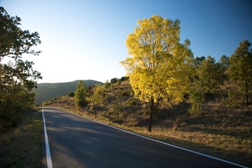 dark road yellow tree