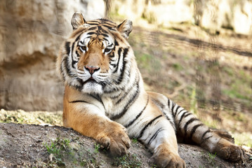 Fototapeta premium Tigre