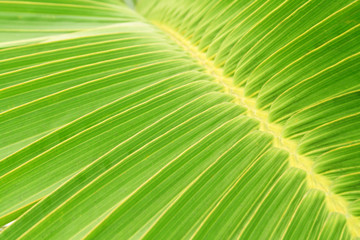 Nervures de feuilles de palmier