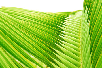 Détail graphique d'une feuille de palmier