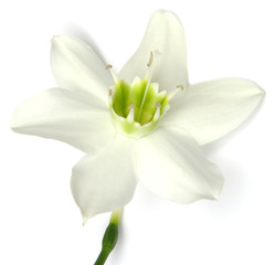 Fototapeta na wymiar Biały kwiat lilii puste białe tło